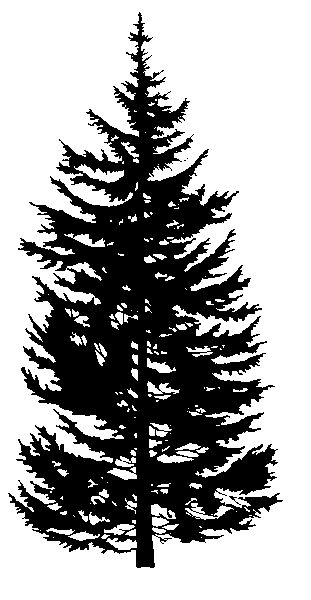 Douglas Fir Tree Clip Art � Clipart Free Download