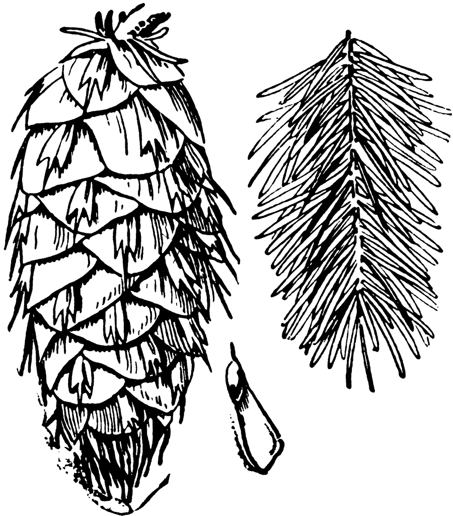 Douglas fir clipart