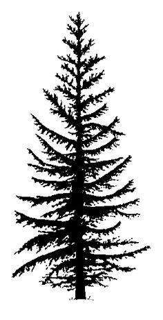 fir tree black and white