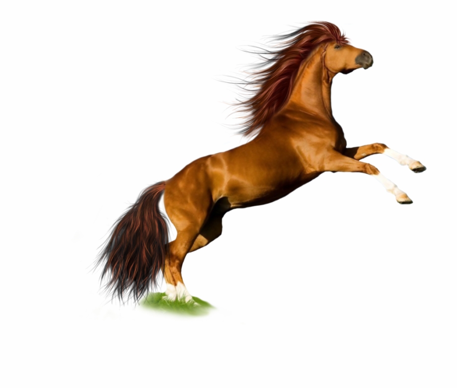 Horse Png Image Horse Png
