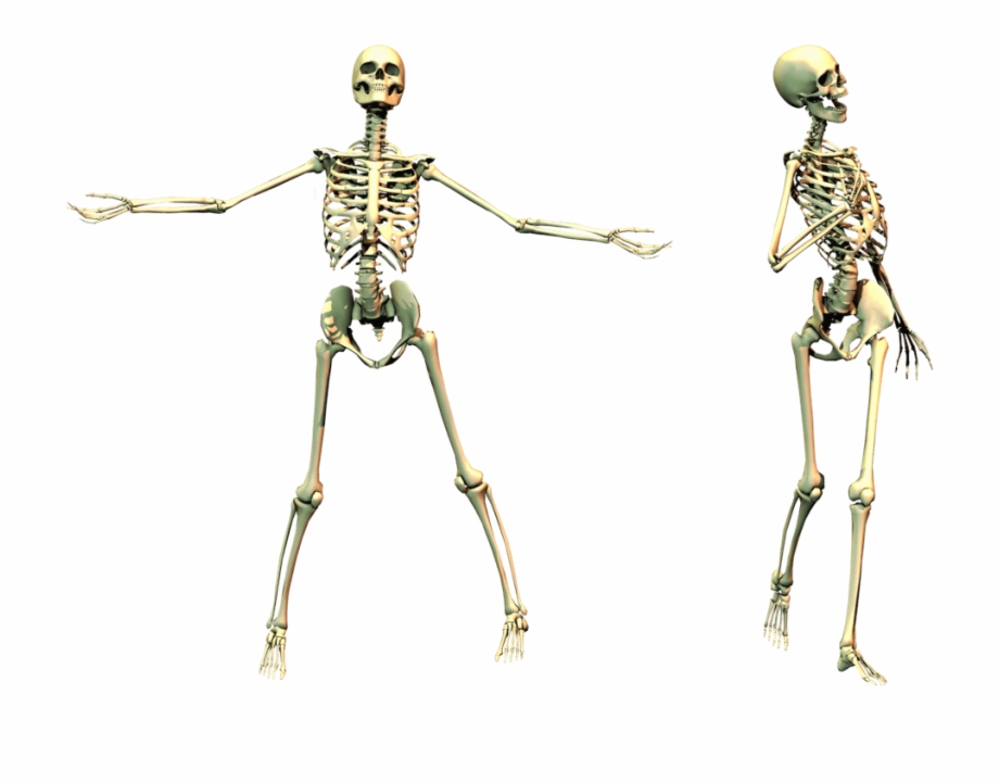 Skeleton Png Transparent Image Spooky Skeleton Png
