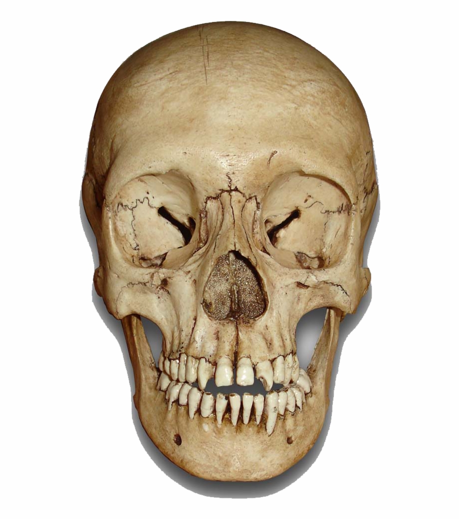 Skull Skeleton Png Effects