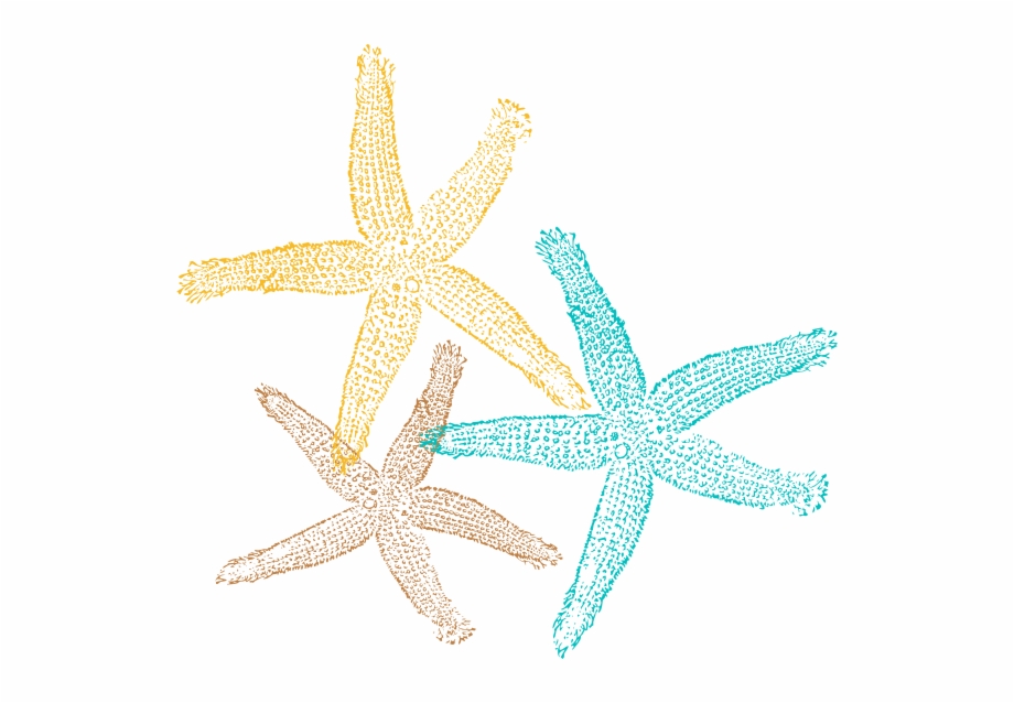 Sea Star Png Pic Starfish Clipart No Background