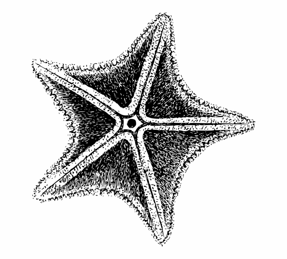 Starfish Invertebrate Sea Echinoderm Computer Icons Estrela Do
