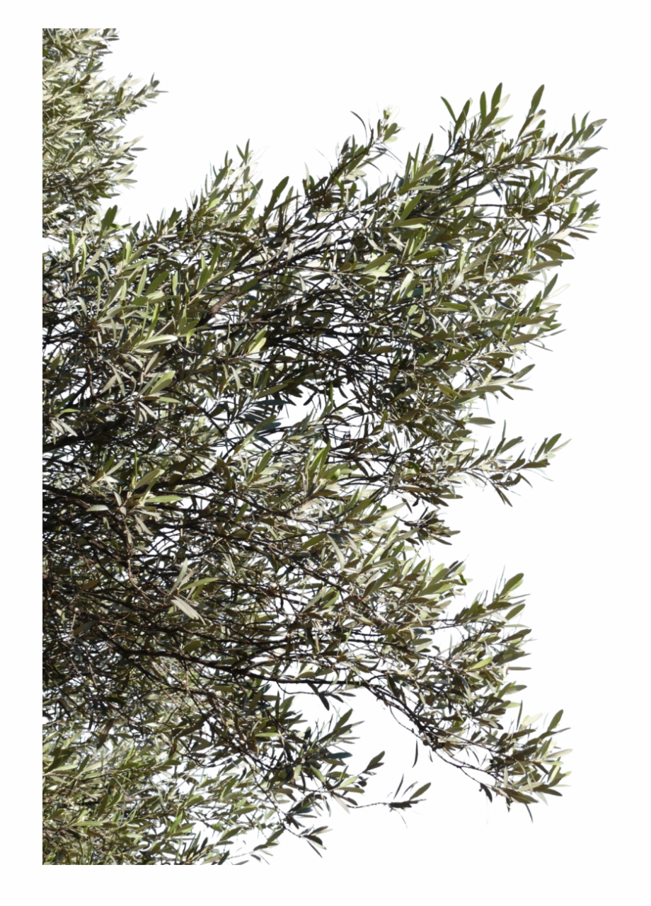 Png Olive Branch Olive Tree Branches Png