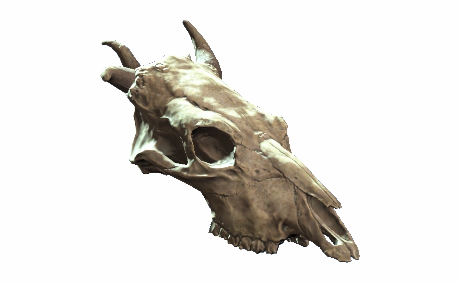 fallout skull

