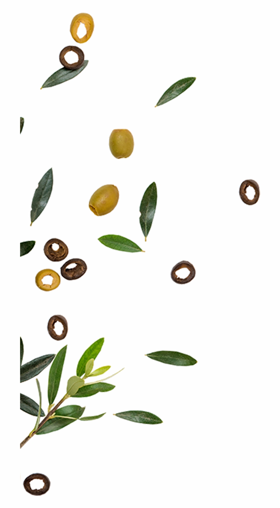 Golden Olive Is One Of The Leading Companies