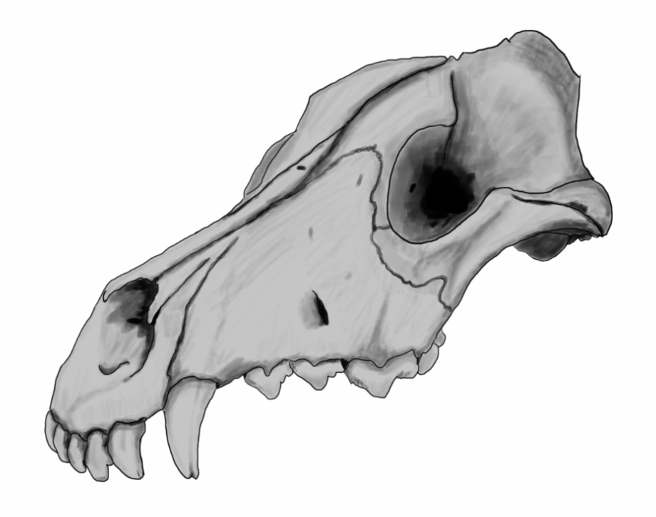 Dog Skull By Szczygly D6qh39p Drawing