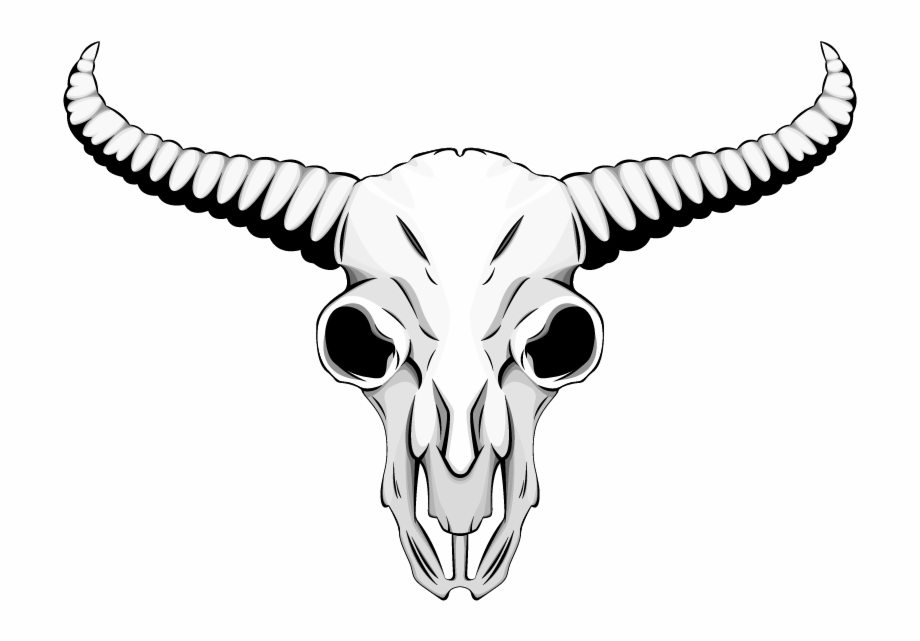Skull Png Download Drawing Of Animal Skulls