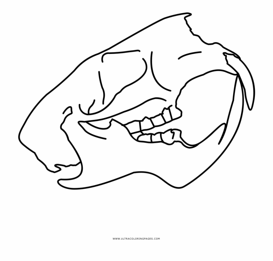 Animal Skull Coloring Page Line Art