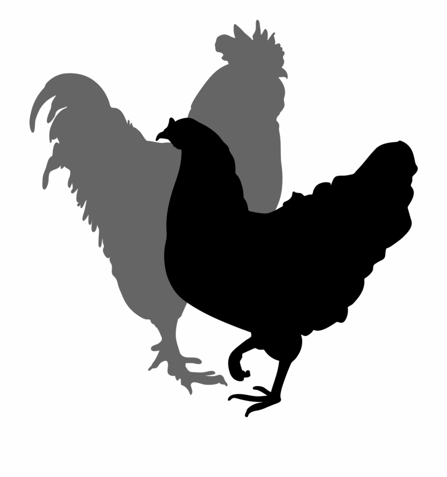 hen and rooster silhouette
