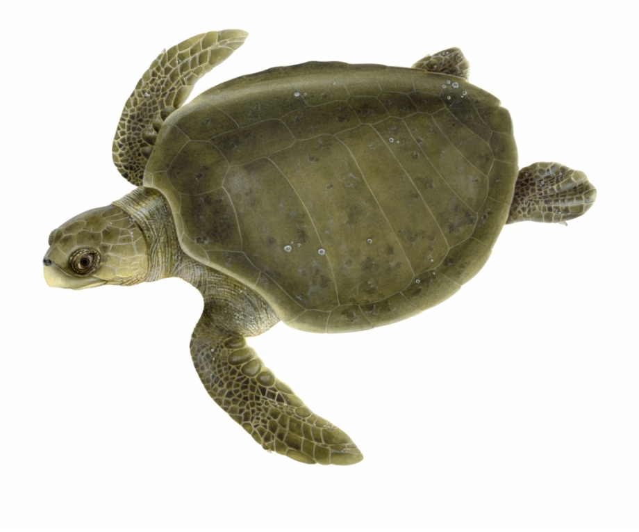Olive Ridley Sea Turtle Flatback Sea Turtle Png