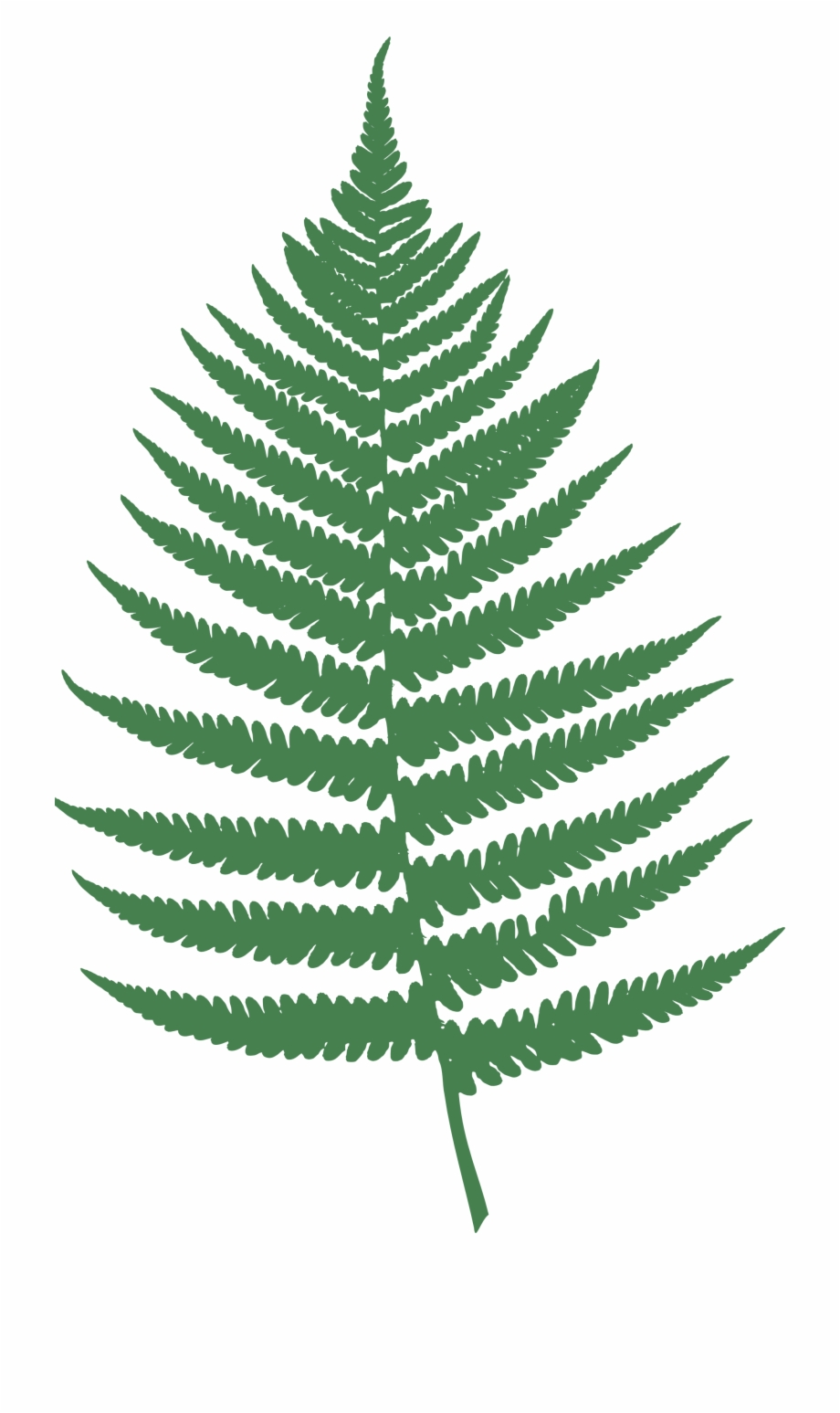 Ferns In Png Fern Clipart Png