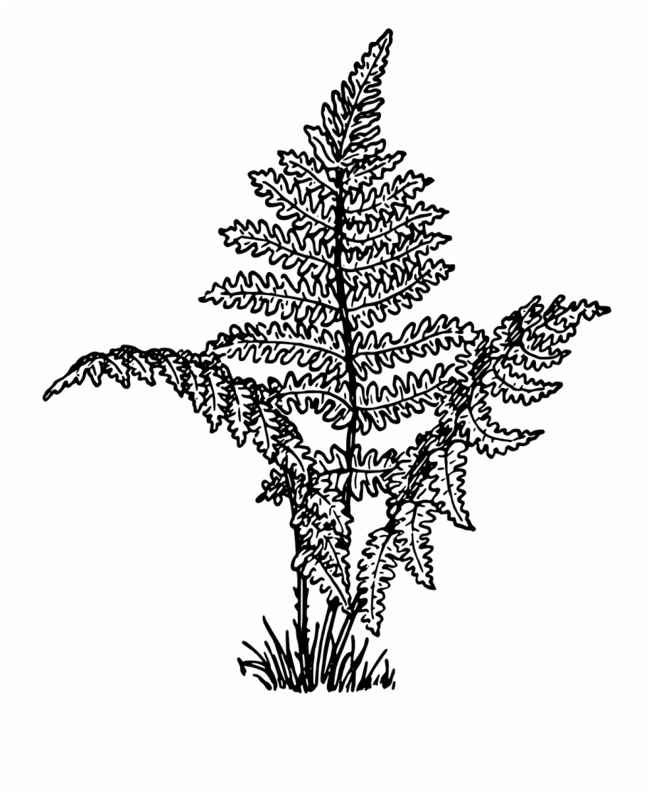 Ferns Vascular Plants Leaves Png Image Fern Clip