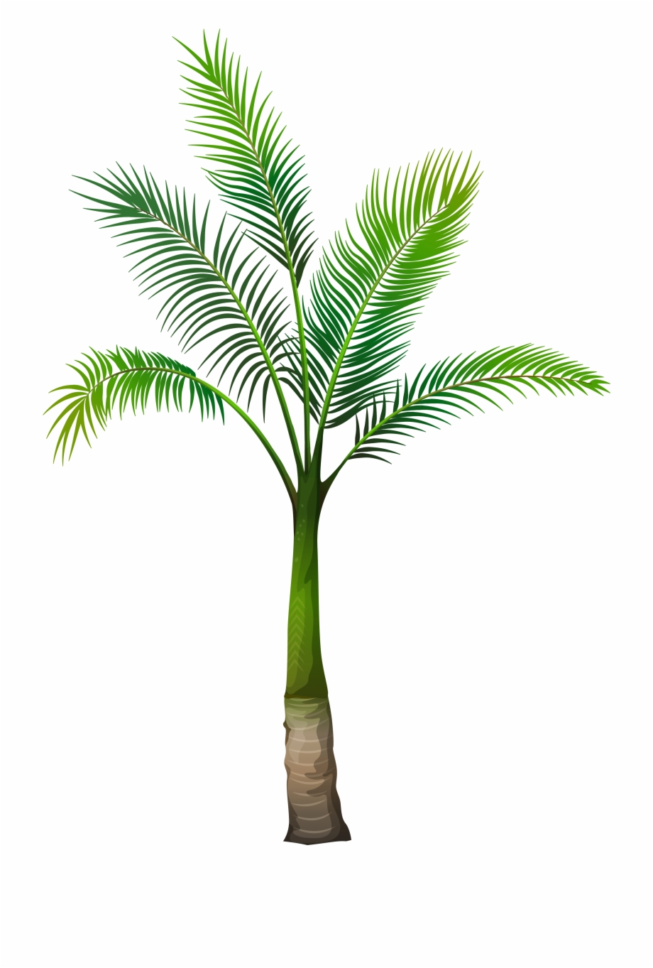 Palm Tree Transparent Png Transparent Palm Tree Png