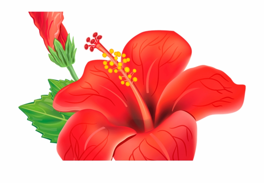 Moana Flower Png Hibiscus Flower Illustration Png