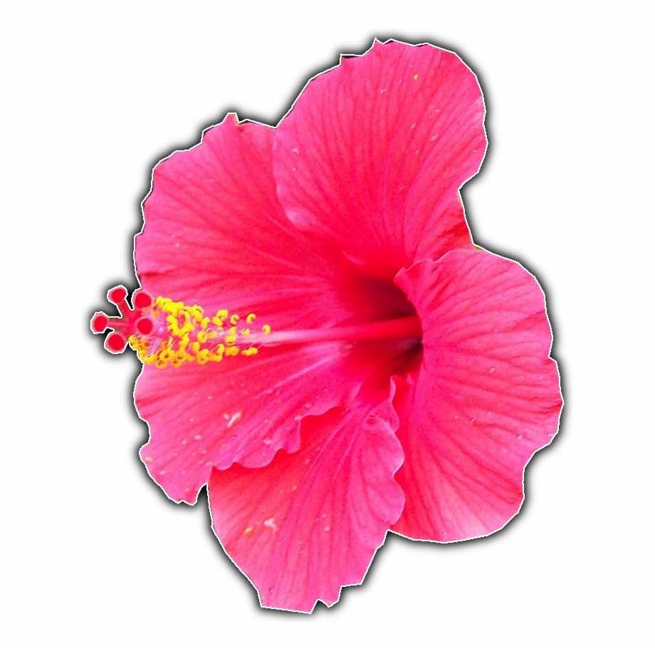 Script Fu Bw Border V2 Hawaiian Hibiscus