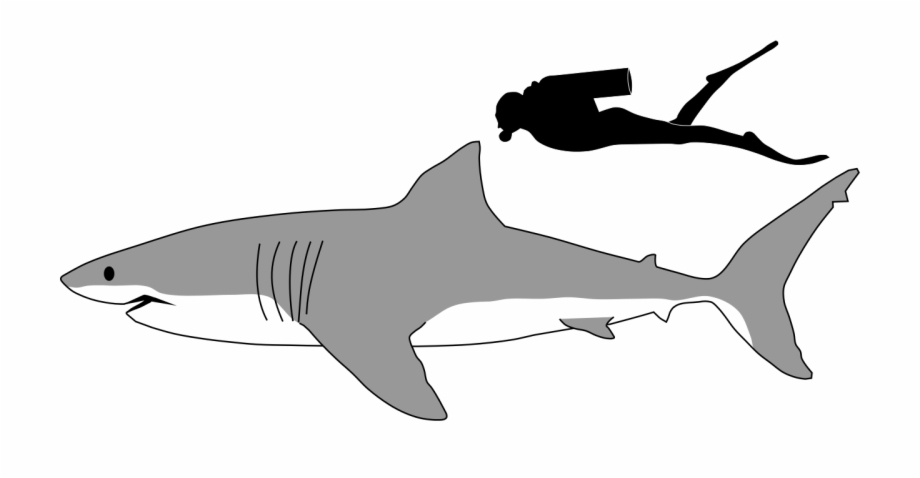 Great White Shark Size Comparison Great White Shark