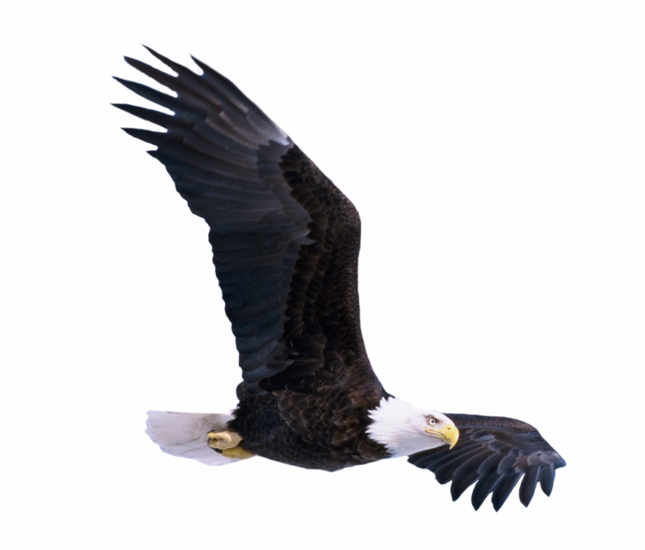 Eagle Fly Bird America Baldeagle Flying Eagle Transparent