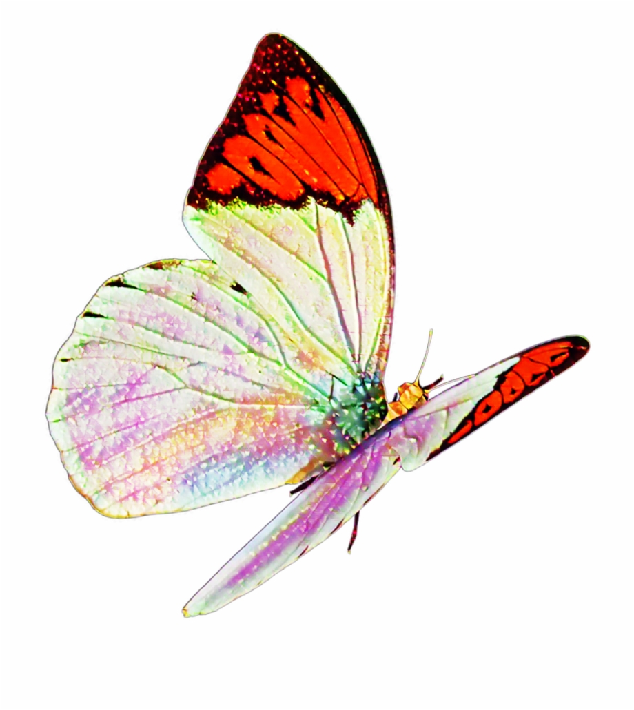Butterfly Real Nature Flying Sticker Mislen Png Flying