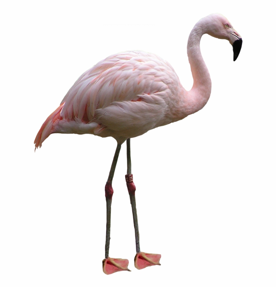 Flamingo Png Images Flamingo Png