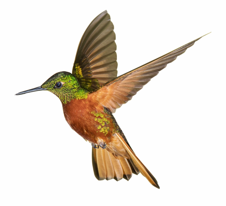 Img02 Img01 Ruby Throated Hummingbird