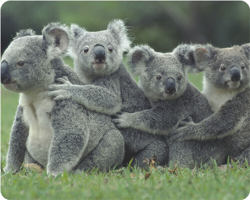 Community Of Koala