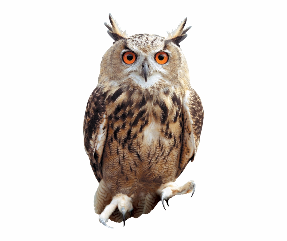 Great Horned Owl Clipart Face Png All Harry