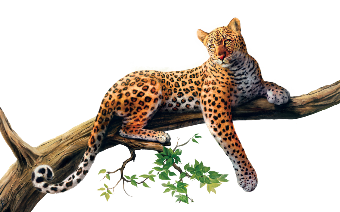 Animal Jaguar Png High Quality Image Sri Lankan