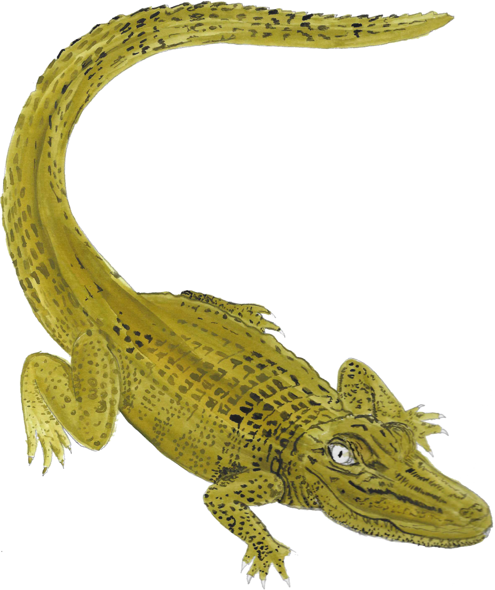 Icon Gator Nile Crocodile