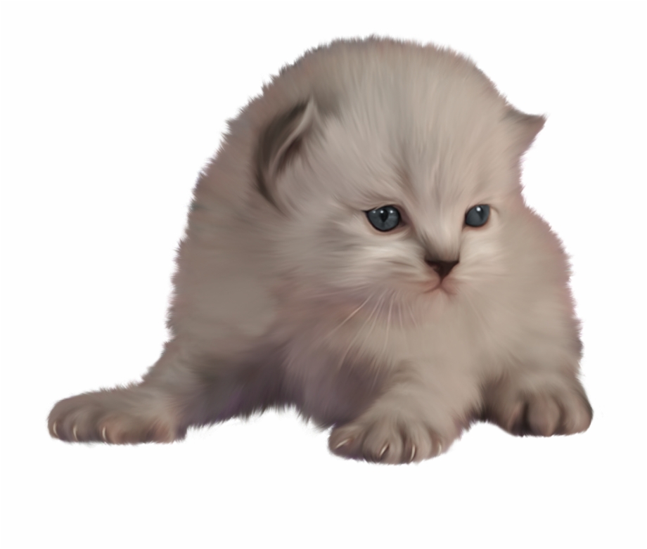 Kitten Png Clip Art Cat