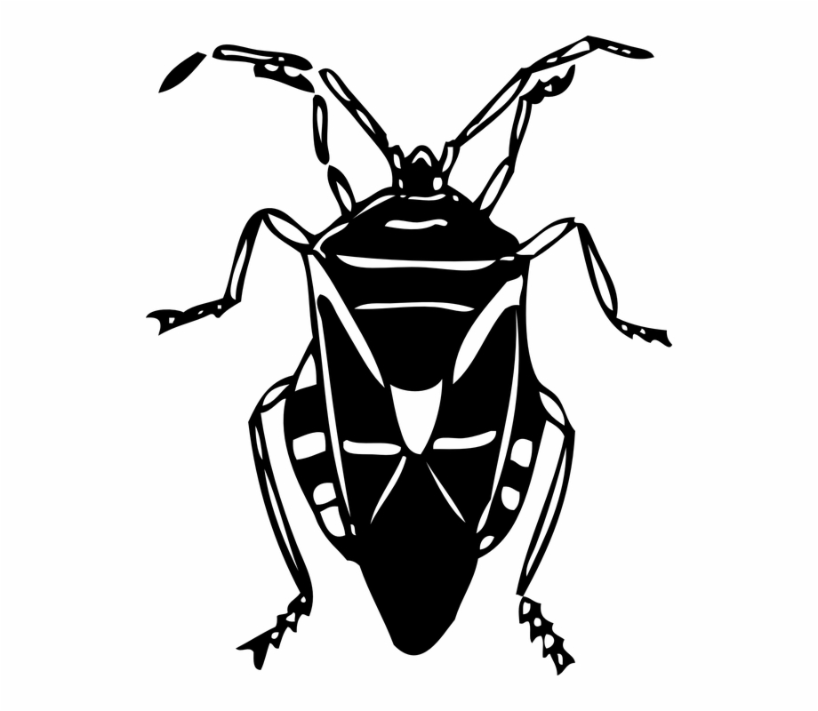 Shell Beetle Free Vector Graphic On Pixabay Bug