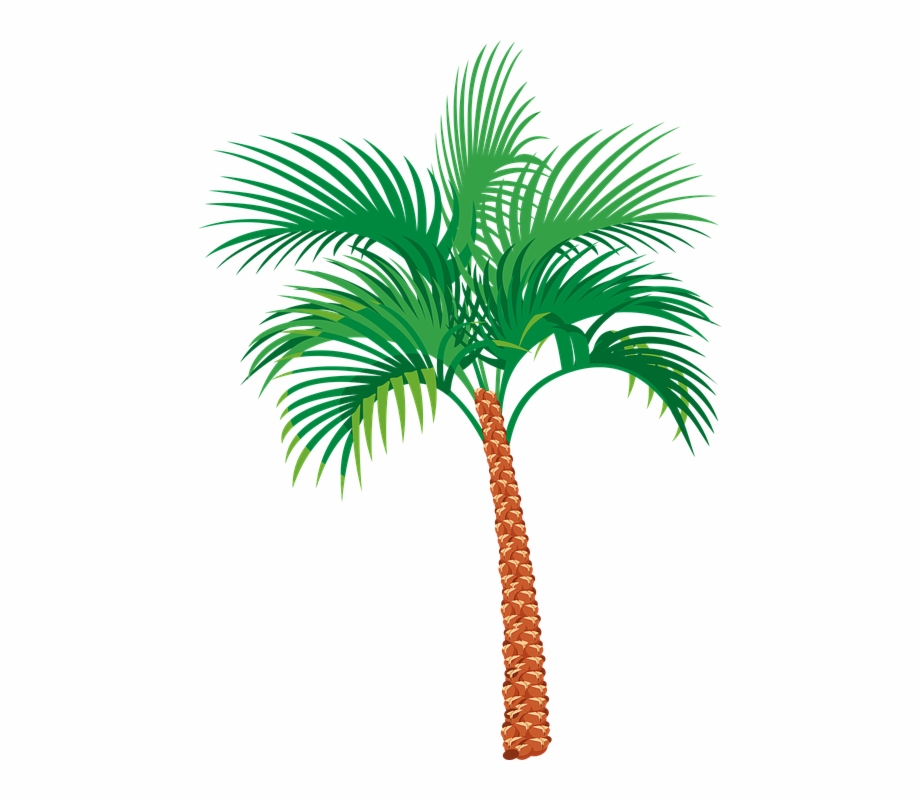 Palm Tree Graphics Palm Tree Open Clipart