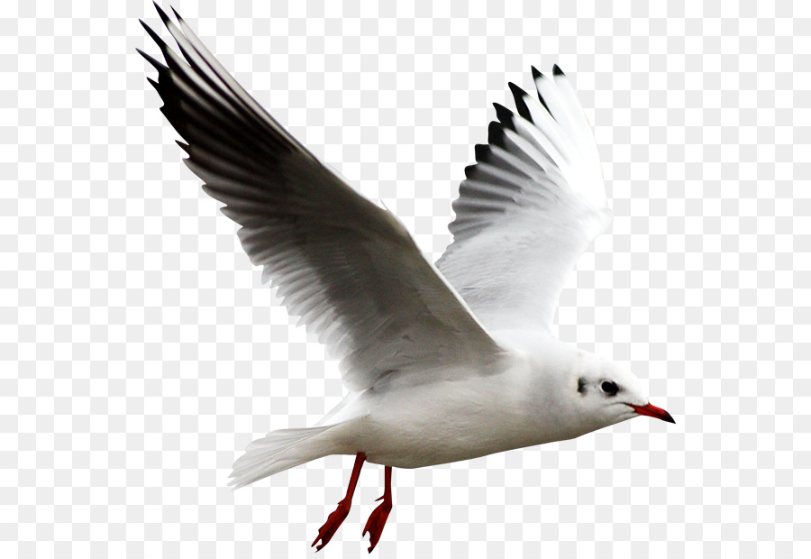 White Bird Png