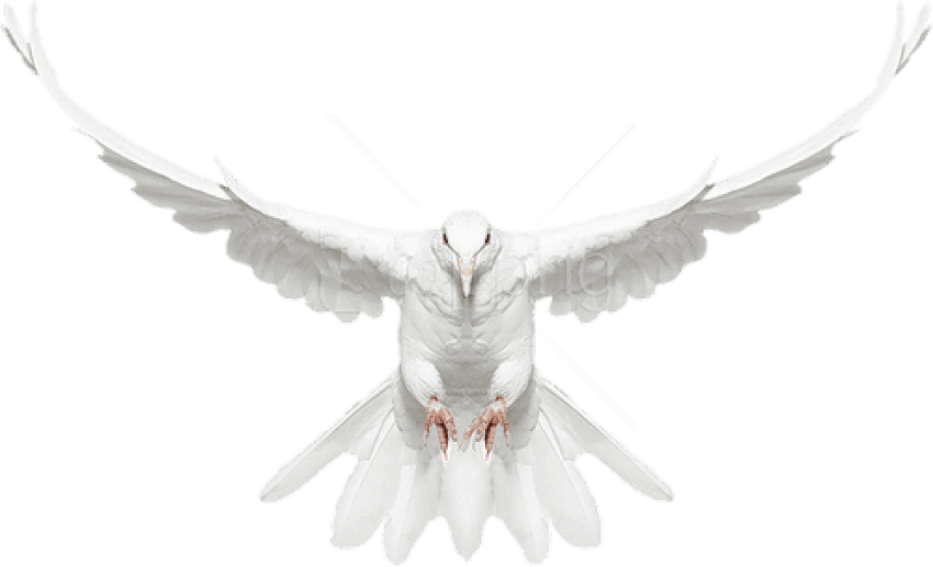 Dove Flying Png