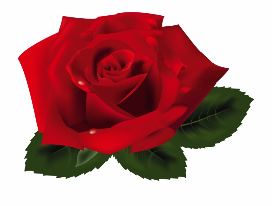 Red Rose Png Clipart Redrose Png