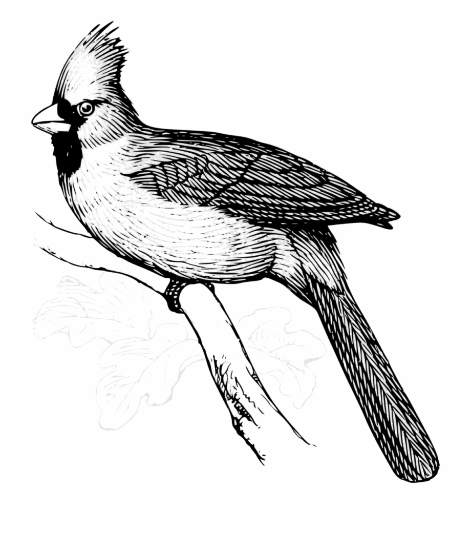 Free Cardinal Clipart Black And White, Download Free Cardinal Clipart