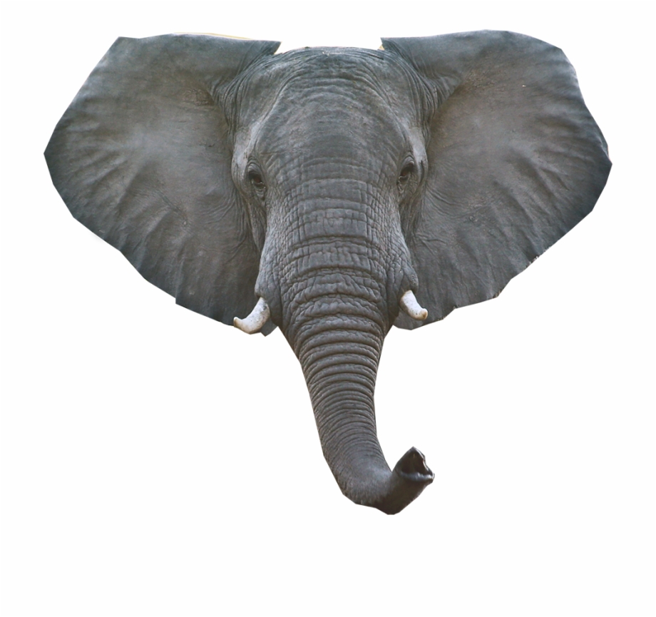 Elephant Png Download Image Elephant Head Png