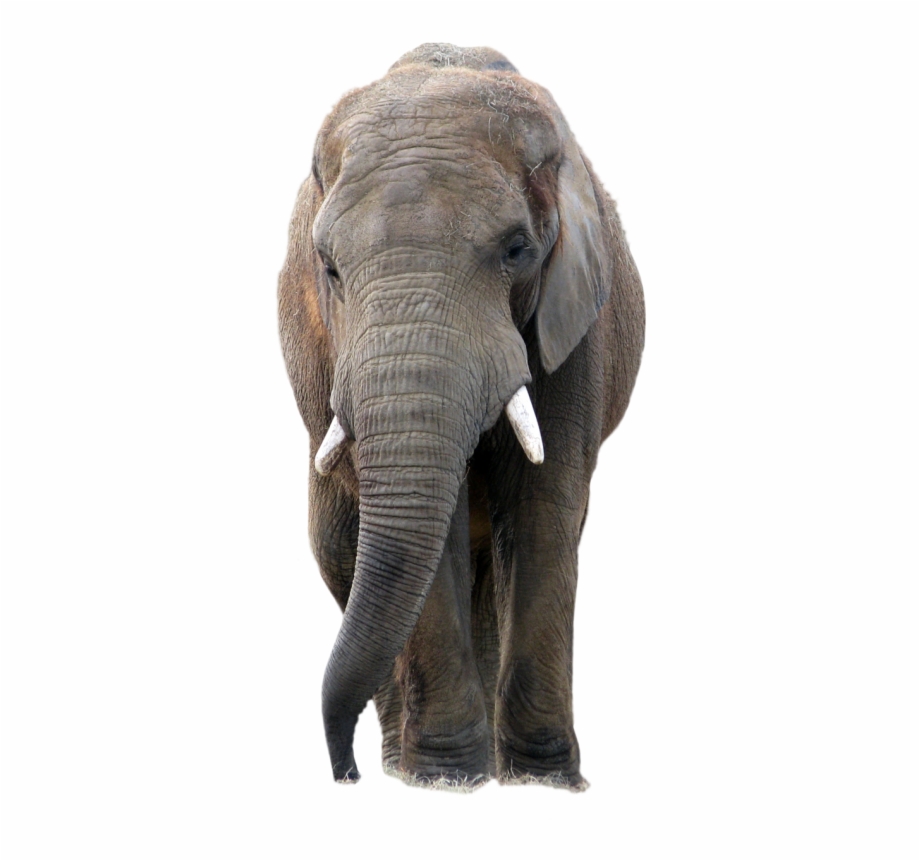 Elephant Png Download Png Image With Transparent Background
