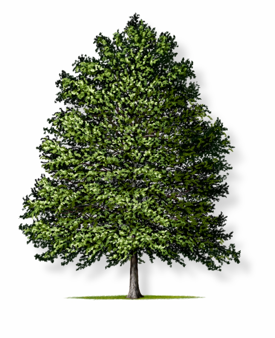 Tree Height Types Of Plants Trees