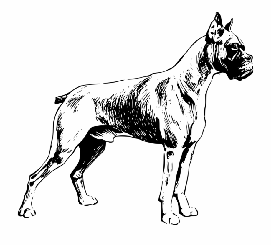 Boxer Valley Bulldog Dog Breed Pet Drawing Boxer