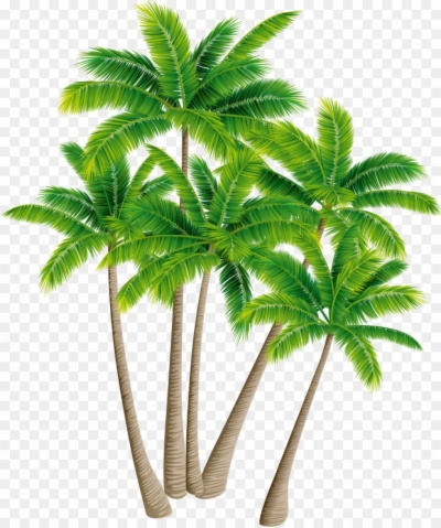 Coconut Palm Tree Png