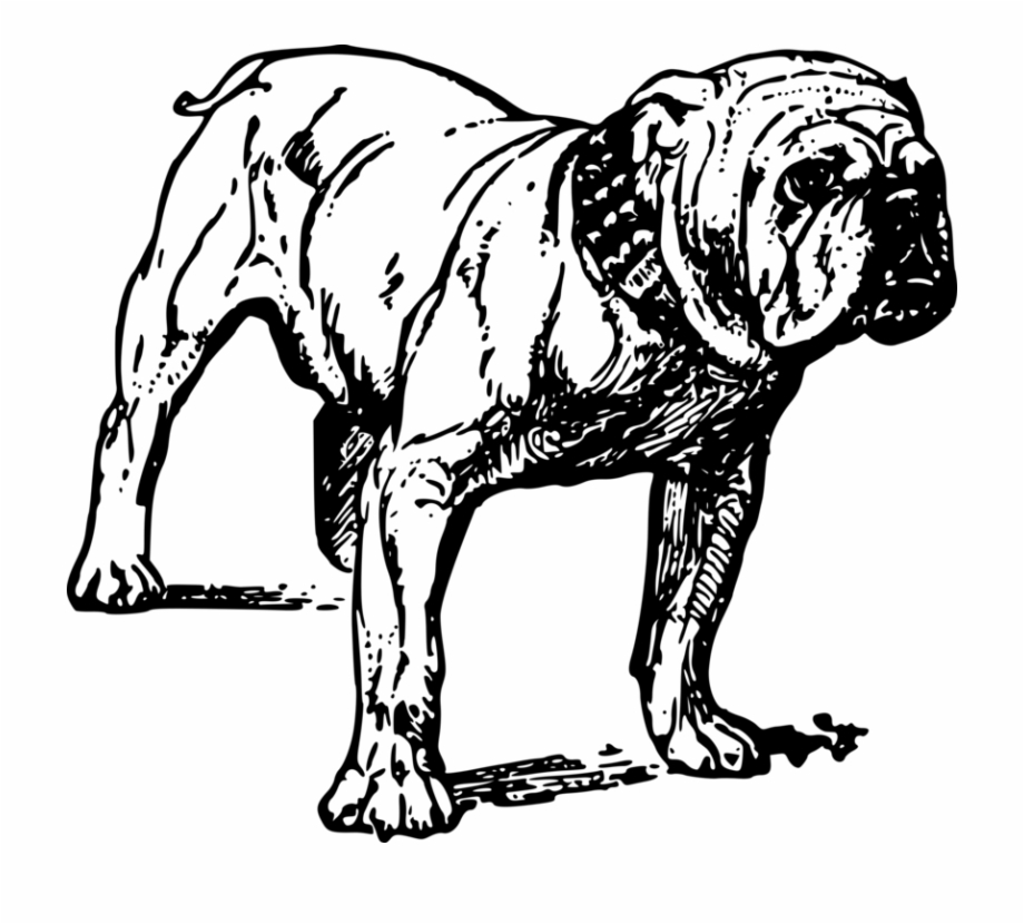 French Bulldog Bull Terrier Pit Bull Drawing Bulldog