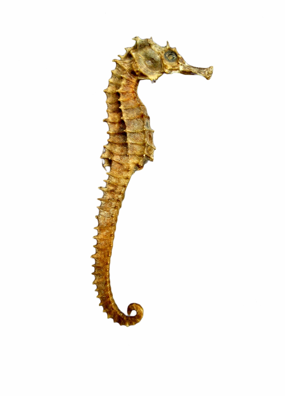 Seahorse Skeleton Sea Horse Png