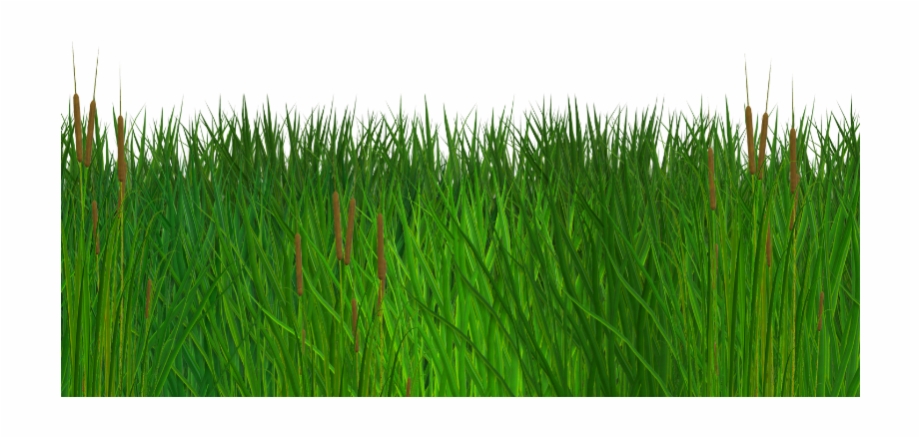 Green Grass Background Png