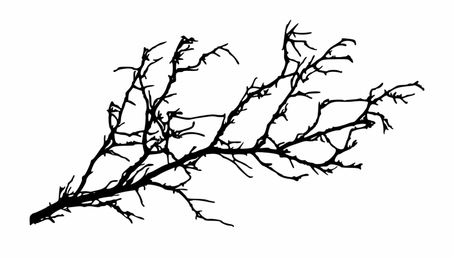 branch silhouette
