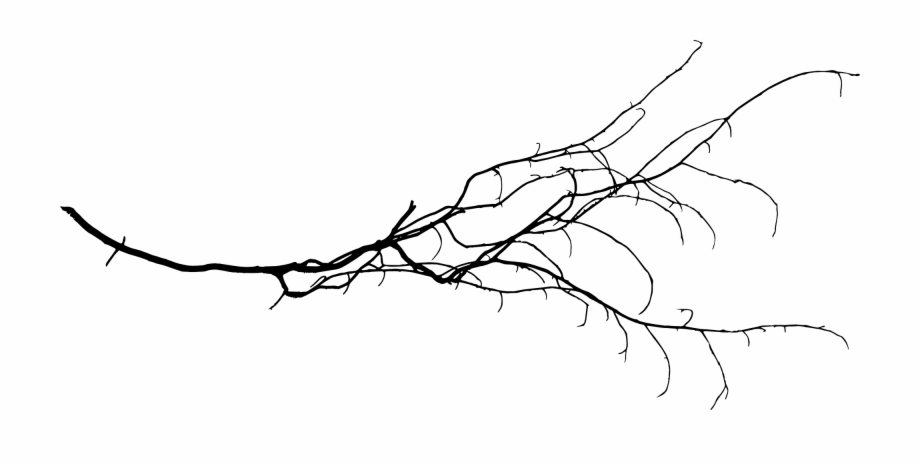 Free Download Transparent Tree Branch Png