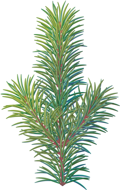 Free Christmas Tree Branch Png, Download Free Christmas Tree Branch Png