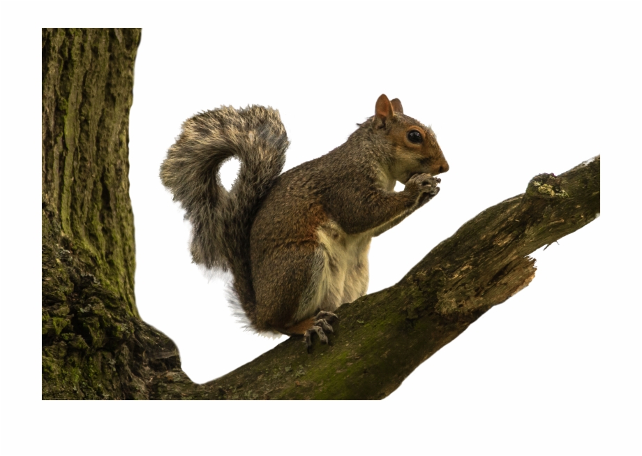 Download Squirrel In Tree Png