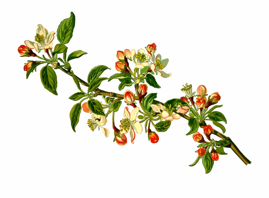 This Free Icons Png Design Of Apple Tree